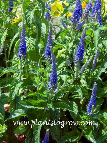 Veronica Sunny Border Blue (Veronica spicata)